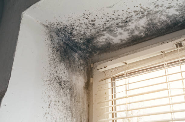 Affordable Black Mold Remediation solutions in Maplewood, NJ